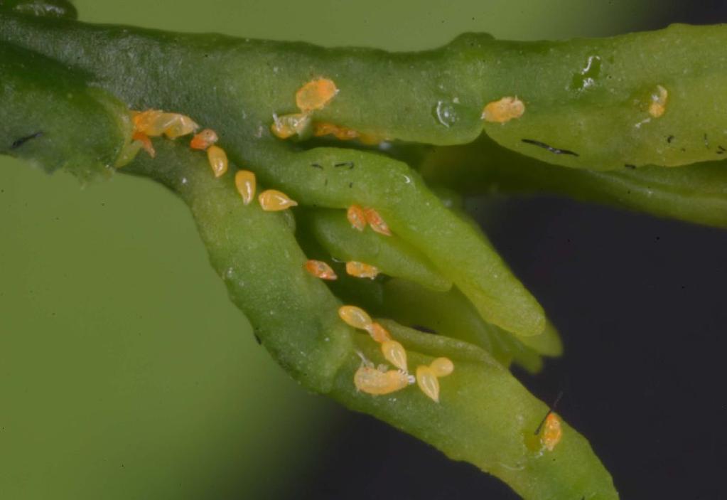 During winter, when temperatures are typically 55 to 60 F, the adult psyllid lifespan increases to approximately 88 days.