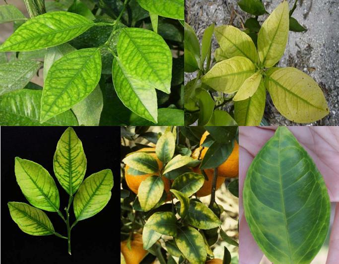 Dooryard Citrus Production: Citrus Greening Disease 6 Figure 15. Leaves showing mineral nutrient deficiency symptoms (A-D) and greening disease symptoms (E).
