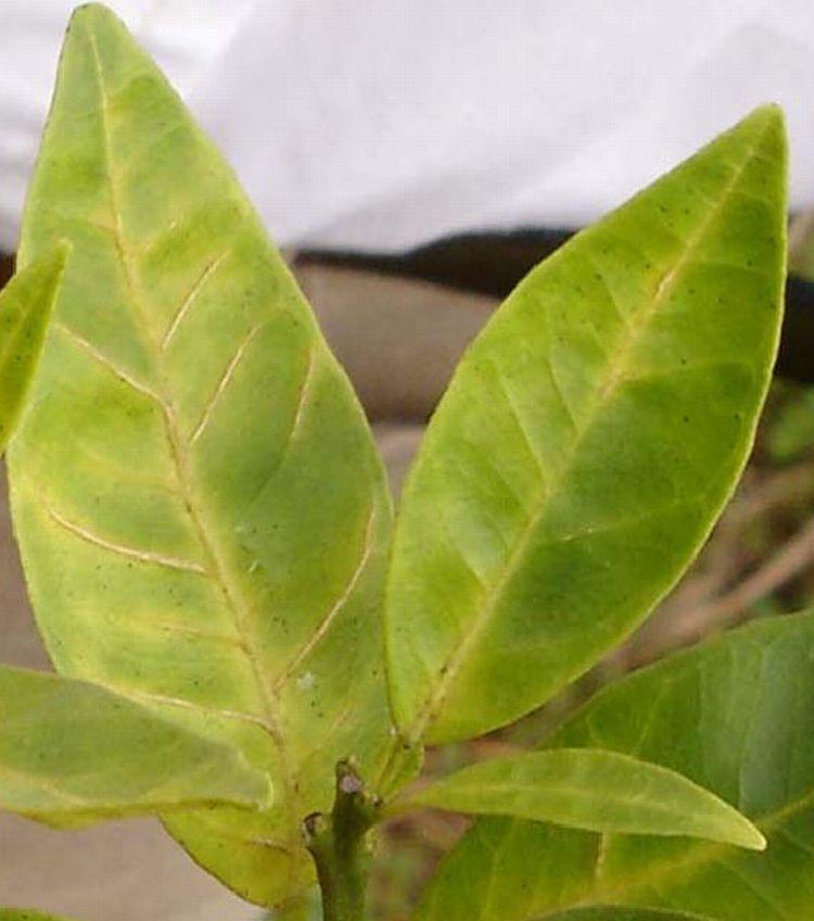 Note the uniformity (symmetry) of the mineral deficiencies; the left and right halves of the leaves are mirror images of one another. The greening leaf (E) does not show this symmetry. Figure 17.