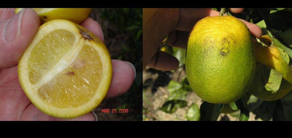 The fruit on the right shows abnormal peel color development and is also misshapen. Figure 16. Leaves exhibiting the yellow corky vein symptom of greening disease.