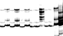 alien chromosome was expected as this linkage group. More markers and progenies will be analyzed in the future. a b c 2n=35 2n=34 Wild parent Figure 5.