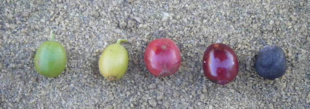 Harvesting: the cherry ripeness Color