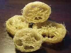 Kasetsart J. (Nat. Sci.) 44(3) 455 Loofa (Luffa cylindrica) is one of the vegetable sponges and belongs to a group of gourds (Stephens, 2007).
