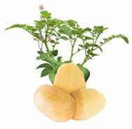 table varieties Acoustic Tasty table potato with pure properties. Strong resistance to late blight.