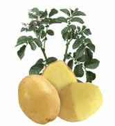 Jazzy is a firm cooking type with an excellent taste and a good texture. Low bruising index. Ideal as a salad potato. Jazzy can be stored.