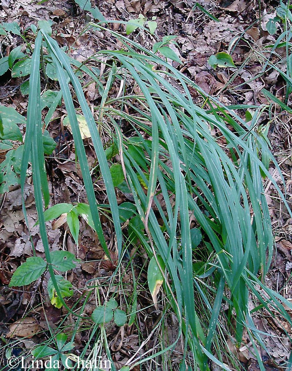 Common Name: PORTER S REED GRASS Scientific Name: Calamagrostis porteri A. Gray ssp.