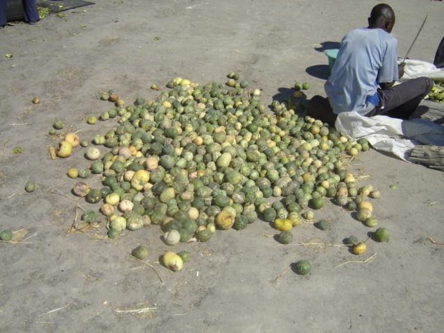3. Traditional Methods Farmers would gather melons and let them dry before extracting the seeds. When melons dry they would pound and winnow them to separate seeds from the pulps.
