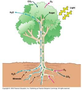 Basic physiology of maple sugaring Maple syrup production possible - 2 unique properties of maple trees: Ability to generate positive pressure in xylem sap (Allows sap to flow) The high sugar