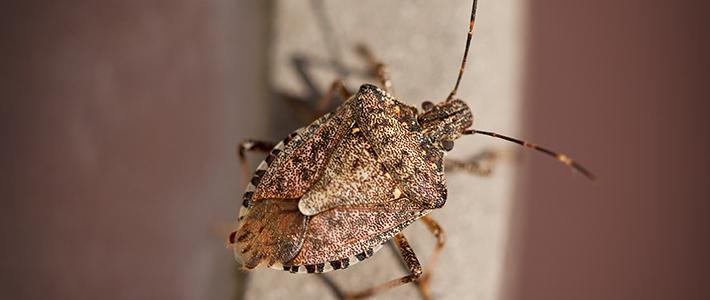 Brown Marmorated Stink Bug (BMSB) Halyomorpha halys (Stål)