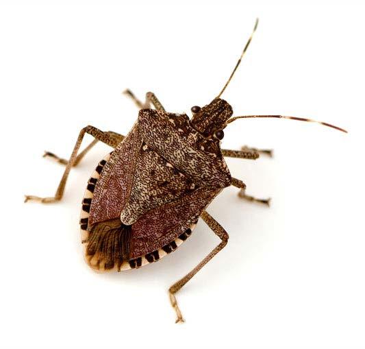 Brown Marmorated Stink Bug Banded Antennae Smooth