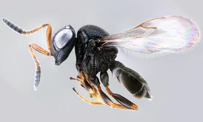 The Future Hoping to find Trissolcus japonicus in Utah Highly effective parasitoid native to Southeast Asia now found
