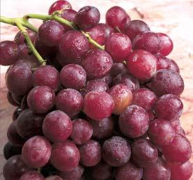 98 Antioxidant Rich Grapes: The COOL summer treat!