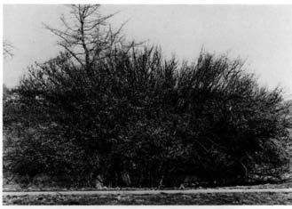 55 A large specimen of Cornus mas at the Arnold Arboretum showing the -shrubby habit typical of the species. Plant was 86 years old when photographed ; now 93, it has a height of 12 feet. Photo: H.