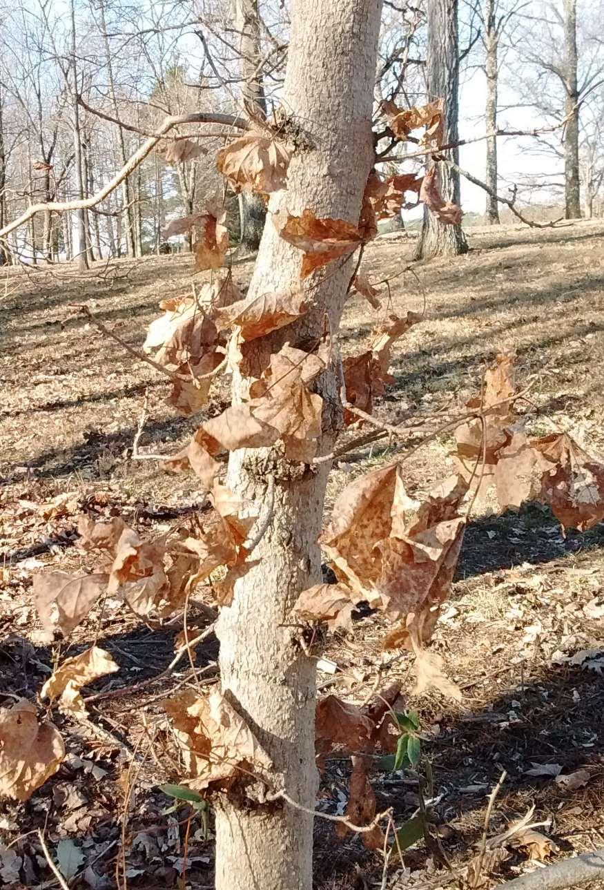 Identifying Sugar Maples in Winter Sometimes brown, curled leaves remain on tree even into winter Where to Find Sugar Maples Almost anywhere!