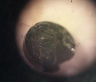 All egg masses returned to lab and reared out in a
