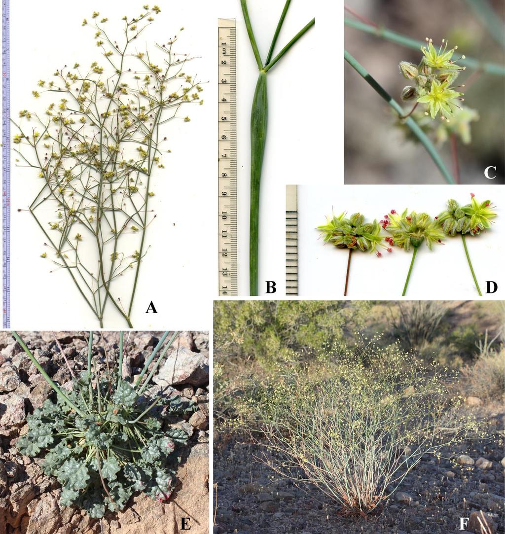 Felger & Rutman: SW Arizona Flora, Polygalaceae to Simmondsiaceae 15 Eriogonum inflatum Torrey & Frémont Desert trumpet, bladder stem. Figure 9. Figure 9. Eriogonum inflatum. (A) Darby Wells Road near Black Mountain, 17 Sep 2013.
