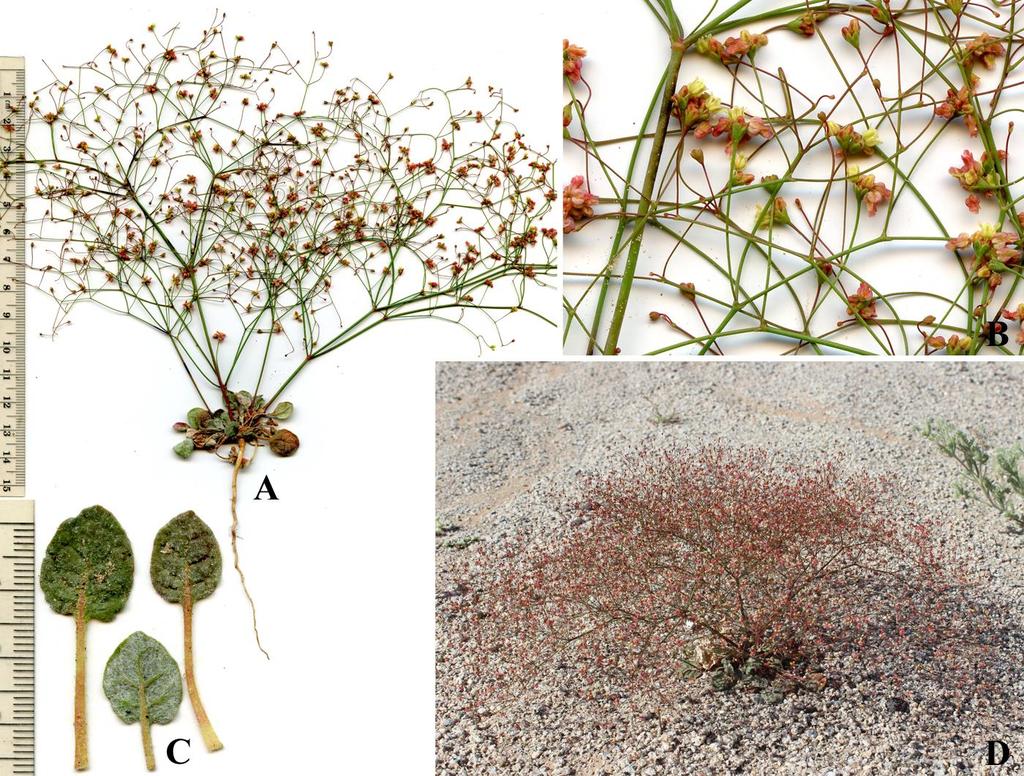 Felger & Rutman: SW Arizona Flora, Polygalaceae to Simmondsiaceae 17 Eriogonum thomasii Torrey Thomas s buckwheat. Figure 10.