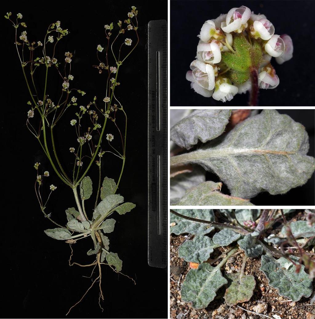 Felger & Rutman: SW Arizona Flora, Polygalaceae to Simmondsiaceae 18 Eriogonum thurberi Torrey Thurber s buckwheat. Figure 11.