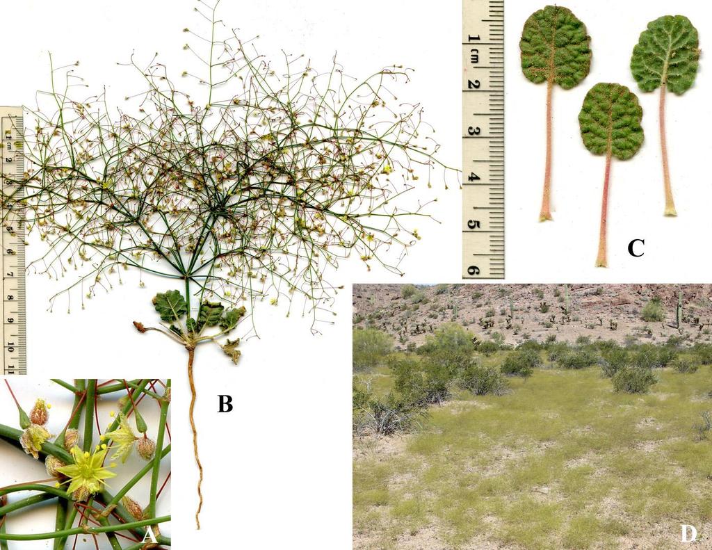 Felger & Rutman: SW Arizona Flora, Polygalaceae to Simmondsiaceae 19 Eriogonum trichopes Torrey Little desert-trumpet. Figure 12.