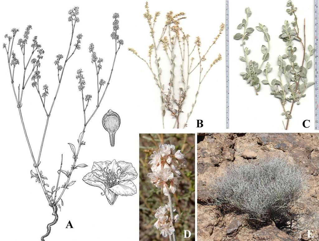 Felger & Rutman: SW Arizona Flora, Polygalaceae to Simmondsiaceae 20 Widespread in Cabeza Prieta, especially the western part, Tinajas Altas, and Organ Pipe except the eastern margin; lower