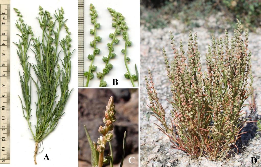 Felger & Rutman: SW Arizona Flora, Polygalaceae to Simmondsiaceae 40 Oligomeris Western North America and Old World; 3 species. Oligomeris linifolia (Vahl) J.F. Macbride Desert cambess. Figure 30.