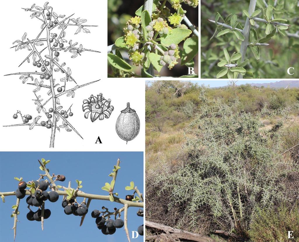 Felger & Rutman: SW Arizona Flora, Polygalaceae to Simmondsiaceae 47 The fleshy parts of the fruits were eaten fresh or cooked (Rea 1997) and the Seris obtained sizable quantities of the fruit from