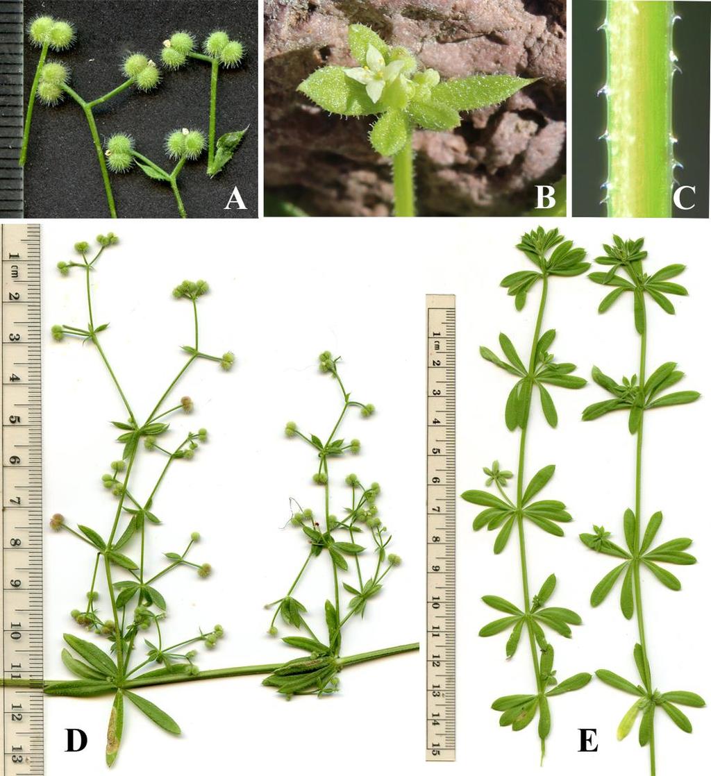 Felger & Rutman: SW Arizona Flora, Polygalaceae to Simmondsiaceae 51 1.