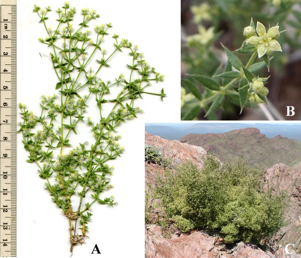 Felger & Rutman: SW Arizona Flora, Polygalaceae to Simmondsiaceae 53 43).