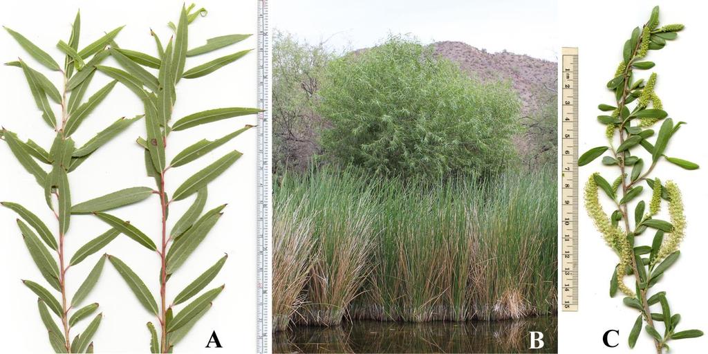 Felger & Rutman: SW Arizona Flora, Polygalaceae to Simmondsiaceae 59 Figure 43. Salix gooddingii. Quitobaquito: (A) 11 Sep 2008; (B) 18 Jul 2013; (C) branch with staminate catkins, 25 Feb 2015.