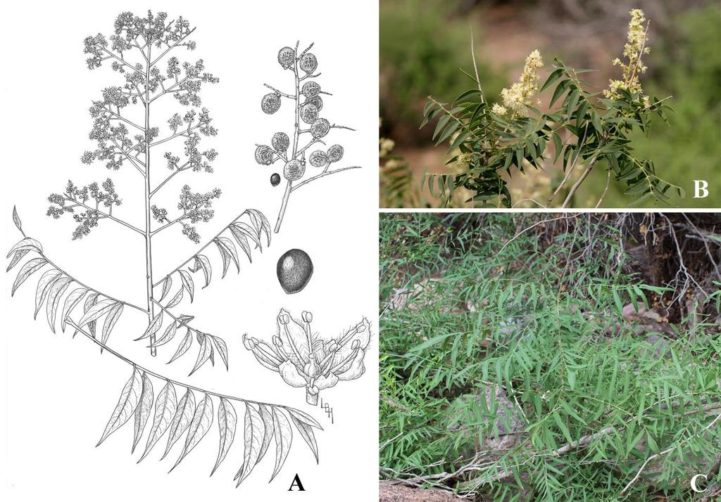 Felger & Rutman: SW Arizona Flora, Polygalaceae to Simmondsiaceae 64 (ORPI). OP: Alamo Canyon, 2600 ft, 13 Jun 1978, Bowers 1340. Cherioni Well, Jackson 26 May 1966 Figure 46. Sapindus drummondii.