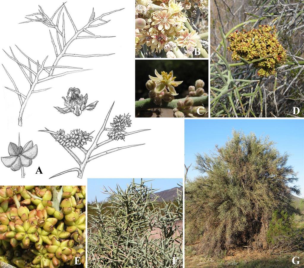 Felger & Rutman: SW Arizona Flora, Polygalaceae to Simmondsiaceae 65 flexible and moderately leafy stems, the nodes with short, sharp spines and alternate and quickly drought-deciduous leaves to 1 cm