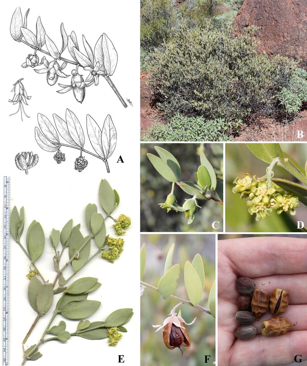 Felger & Rutman: SW Arizona Flora, Polygalaceae to Simmondsiaceae 67 Figure 48. Simmondsia chinensis. (A) By Lucretia Breazeale Hamilton. (B) Alamo Canyon, 30 Jan 2014.
