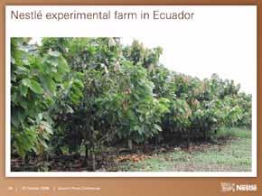 Over the last 30 years, at our research centre in Tours, France, we have developed the expertise to propagate higher-quality cocoa and coffee