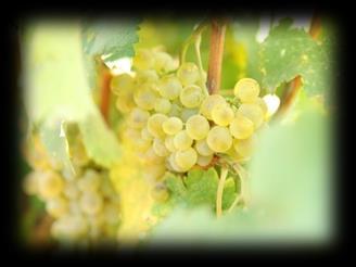 Conditions are well suited for viticulture: Summers are rarely excessively hot, winters are mild and frost-free.