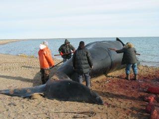 Whales Taken in 2004 Aqargiun crew 9/05/04 (42 to45 feet) Billy Oyagak whale