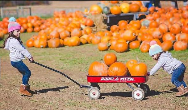 Starting the first of September, they will open up their corn mazes, hay rides and pumpkin patch. Austin believes when more people come into the county, money is spent outside of the farm as well.