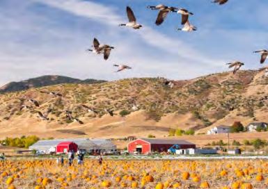 That said, if you re near the Mat-Su Valley, bundle up and take a trip out to the Reindeer Farm to pick up some pumpkins, meet the caribou (reindeer), and play harvest games like rubber ducky races