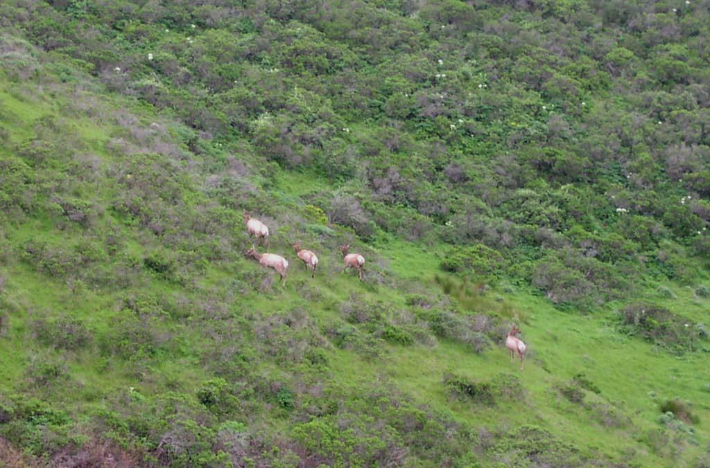 shrub cover Do elk play a critical role in