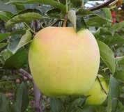 + 40% of fruits can develop a very attractive pink face. Shape : Round-elongated, typically Golden. Skin : Unaffected by russeting.