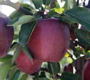 Form : long, typically that of Red Delicious. Skin : Not very sensitive to russeting. Juicy, taste qualities typical to Red Delicious.