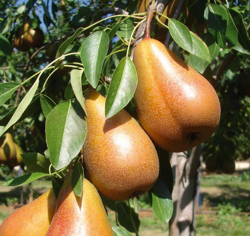 #PEARS variety CLUB Only for organic production in France ELLIOT (cov) WILLIAMS END OF AUGUST FIRE BLIGHT TOLERANT Vigour : Medium, acrotone. Port : Falling. set : Slow. Floridity : Medium.