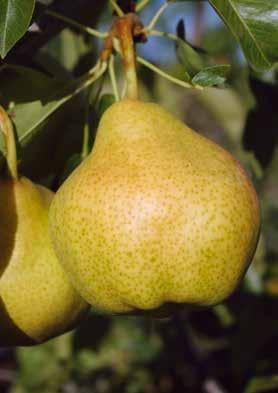 DR JULES GUYOT WILLIAM S MID JULY #PEARS DJ GUYOT EARLY AUGUST Vigour : Average. Port : Erected. set : Slow. Pollinators : William s, Conference. Productivity : Average. Dominating 60/70.