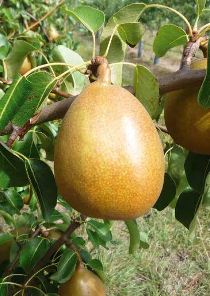 ANGELYS (cov) CONFERENCE END OF SEPTEMBER #PEARS A + Winter pear with excellent preservation potential and remarkable taste, this variety is perfectly adapted to Northern Europe. Vigour : Average.