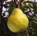 Medium-fine, tender and juicy flesh. 3 to 4 months in normal cold. #PEARS WILLIAM S -5 DAYS MID SEPTEMBER Vigour : Medium to strong. Port : Semi-erect. set : Fast. Pollinators : William s, Homored.