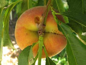 Page 4 Insect and Disease Information, continued from previous page Pests That Enter Ripening Peaches Spider Mites This season looks similar to last season in that the moist spring and dryer summer