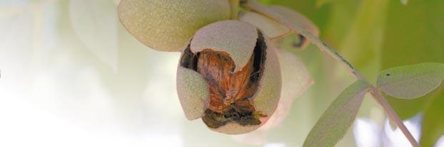 Implications for California Walnut Producers By Mechel S. Paggi, Ph.D. Global production of walnuts is forecast to be up 3 percent in 2002/03 reaching about 800,000 tons.