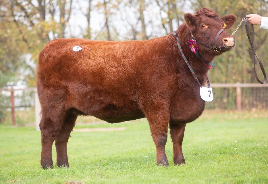 MARKET REPORT SATURDAY 20 TH OCTOBER 2018 LINCOLN RED SALE The Lincoln Red Autumn Show and Sale held on Saturday 20 th October 2018 saw the Supreme Champion in calf heifer from Mrs Buchan s Auchmacoy