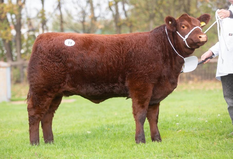 The Supreme Champion Heifer, in calf to Brackenhurst Whistler, Auchmacoy Heroine V366 out of Auchmacoy Lancelot and Auchmacoy Heroine P120, bred by Mrs S Buchan, Ellon, Aberdeenshire; sold to the