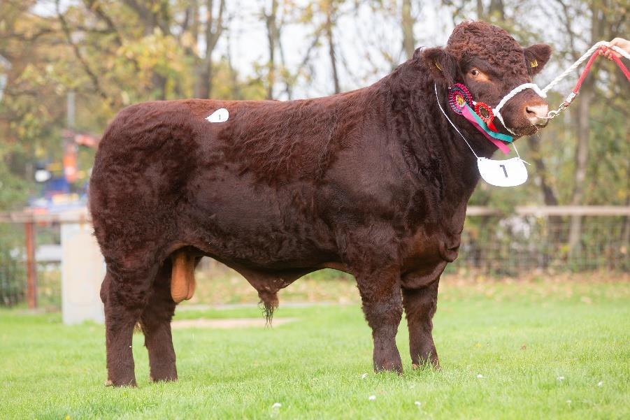 From Michael Read s Hemingby Herd, in Lincolnshire; in calf Beverley Senator Heifer, Hemingby Connie V1061 out of Hemingby Connie L519 sold to 2,100 Gns to Paul and Tracey Arnold s Millriver Herd,