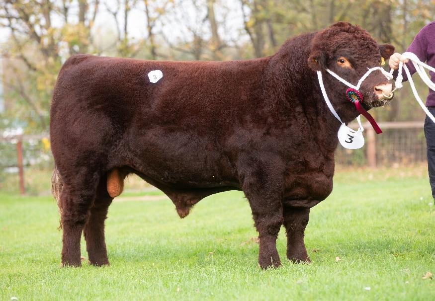 Show Supreme Champion Bull was Emma Benge s Sudbrooke Whisky Mac (Breed & Interbreed Champion at a number of Shows in 2018) out of Brackenhurst Ranger and Auchmacoy Grace T236.